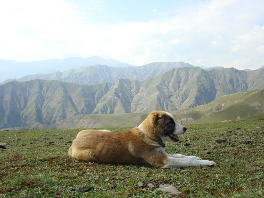 Середньоазіатська вівчарка