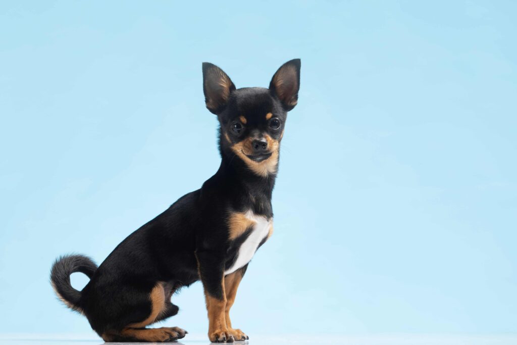 порода Чихуахуа