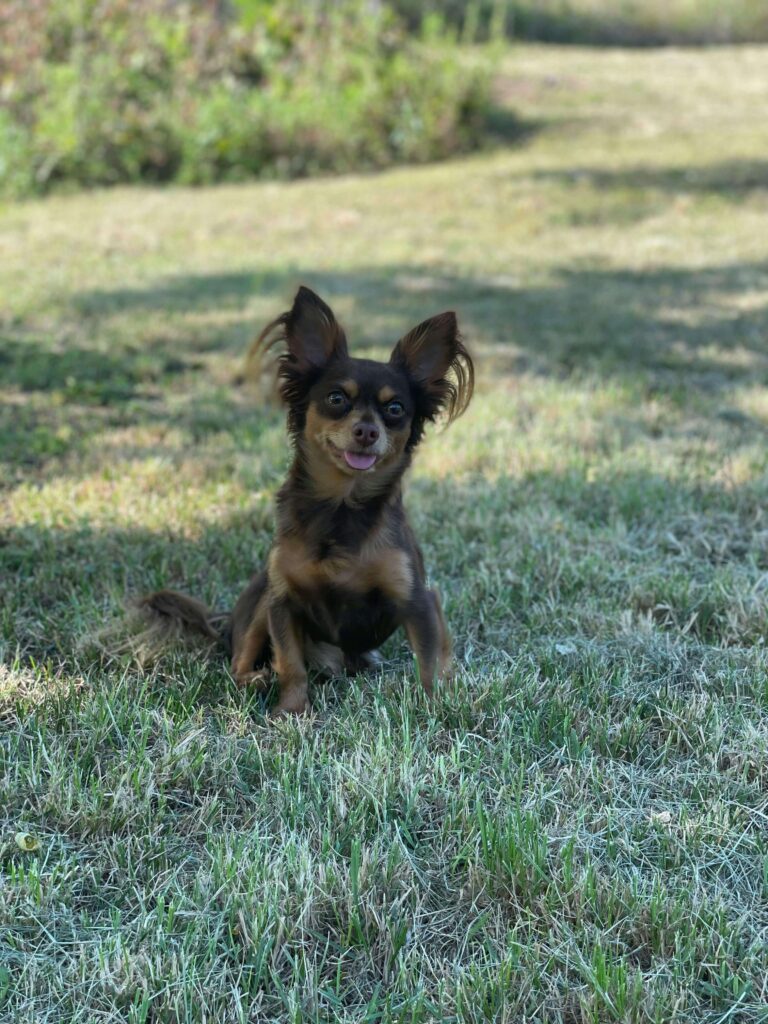 коричневий довгошерсний російський той тер'єр