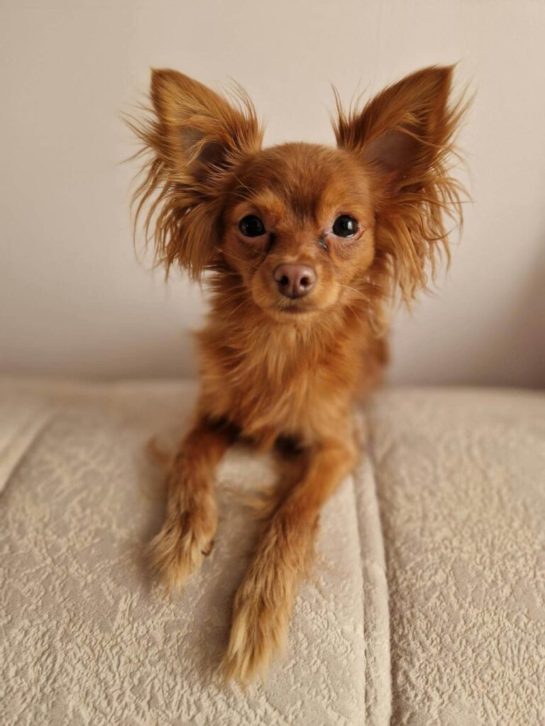 догошерстний той тер'єр